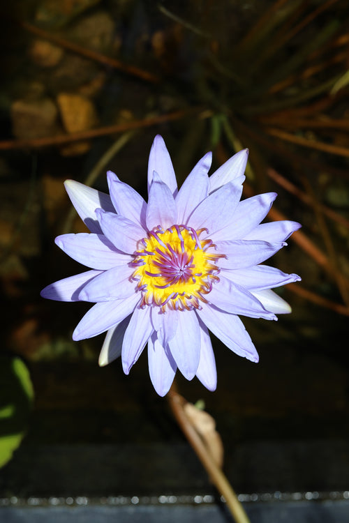 Ceremonial Grade Blue Lotus Whole Flowers 50g for Ritual & Ceremony
